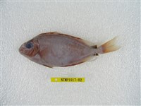 藏品(褐籃子魚)的圖片